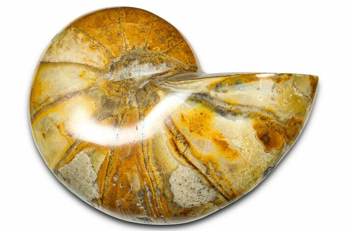 Polished Fossil Nautilus (Cymatoceras) - Madagascar #378985